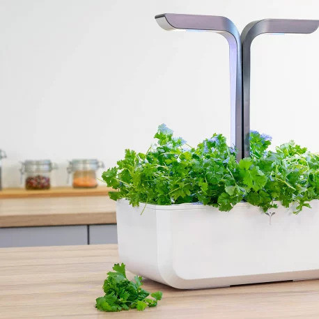 Véritable Lingot Talianska petržlenová vňať - BIO